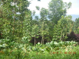 42 8f6. Uganda - Tooro Botanical Garden