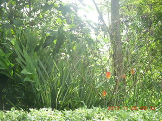 43 8f6. Uganda - Tooro Botanical Garden
