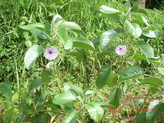 46 8f6. Uganda - Tooro Botanical Garden - flowers