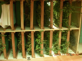 47 8f6. Uganda - Tooro Botanical Garden - herb drying