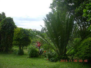 51 8f6. Uganda - Tooro Botanical Garden