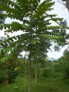 59 8f6. Uganda - Tooro Botanical Garden