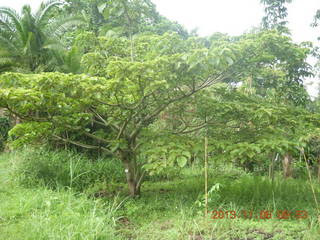 Uganda - Tooro Botanical Garden - herbs