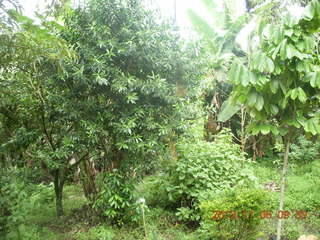 67 8f6. Uganda - Tooro Botanical Garden
