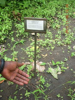 69 8f6. Uganda - Tooro Botanical Garden - asthma herb sign