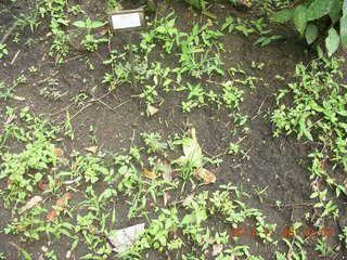 72 8f6. Uganda - Tooro Botanical Garden - asthma herbs