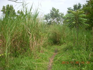 Uganda - Tooro Botanical Garden - asthma herbs