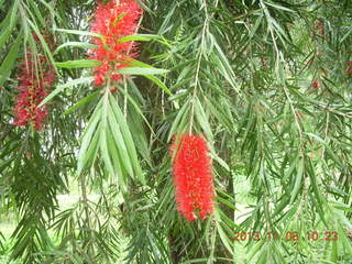 102 8f6. Uganda - Tooro Botanical Garden - flowers