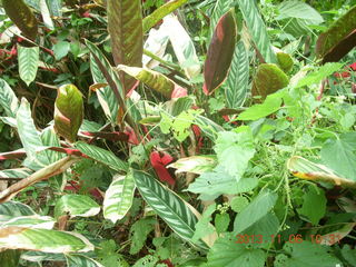 109 8f6. Uganda - Tooro Botanical Garden
