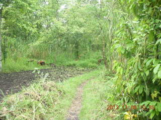110 8f6. Uganda - Tooro Botanical Garden