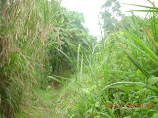 115 8f6. Uganda - Tooro Botanical Garden