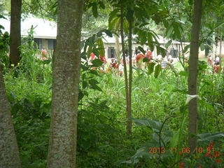 123 8f6. Uganda - Tooro Botanical Garden