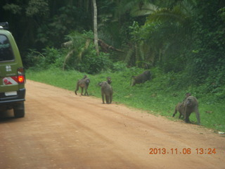 167 8f6. Uganda - drive from hotel to chimpanzee park - baboons