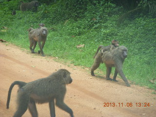 168 8f6. Uganda - drive from hotel to chimpanzee park - baboons