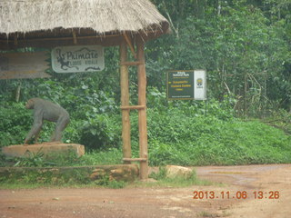 169 8f6. Uganda - drive from hotel to chimpanzee park - baboons