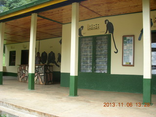 172 8f6. Uganda - Primate Lodge Kabile chimpanzee park