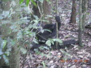 186 8f6. Uganda - Primate Lodge Kabile chimpanzee park - actual chimpanzee