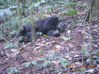 190 8f6. Uganda - Primate Lodge Kabile chimpanzee park - actual chimpanzee