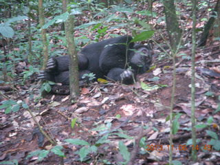 191 8f6. Uganda - Primate Lodge Kabile chimpanzee park - actual chimpanzee