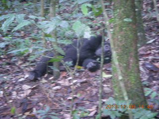 192 8f6. Uganda - Primate Lodge Kabile chimpanzee park - actual chimpanzee