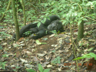 Uganda - Primate Lodge Kabile chimpanzee park - actual chimpanzee