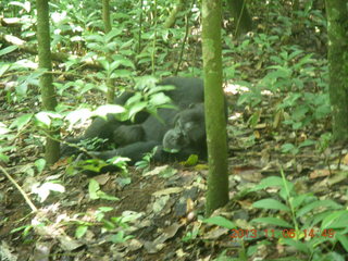 Uganda - Primate Lodge Kabile chimpanzee park - actual chimpanzee