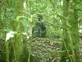 195 8f6. Uganda - Primate Lodge Kabile chimpanzee park - actual chimpanzee
