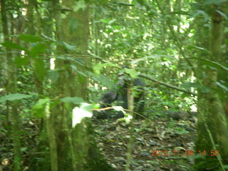 196 8f6. Uganda - Primate Lodge Kabile chimpanzee park - actual chimpanzee
