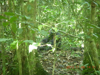 197 8f6. Uganda - Primate Lodge Kabile chimpanzee park - actual chimpanzee