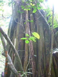 200 8f6. Uganda - Primate Lodge Kabile chimpanzee park - big tree