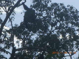 203 8f6. Uganda - Primate Lodge Kabile chimpanzee park - actual chimpanzees in tree