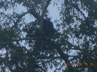 204 8f6. Uganda - Primate Lodge Kabile chimpanzee park - actual chimpanzees in tree