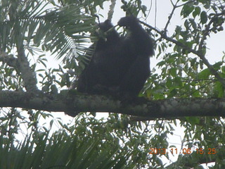 205 8f6. Uganda - Primate Lodge Kabile chimpanzee park - actual chimpanzees in tree