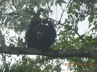 206 8f6. Uganda - Primate Lodge Kabile chimpanzee park - actual chimpanzees in tree