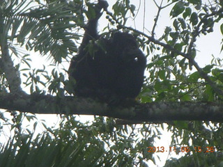 207 8f6. Uganda - Primate Lodge Kabile chimpanzee park - actual chimpanzees in tree