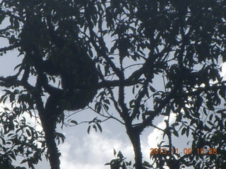 208 8f6. Uganda - Primate Lodge Kabile chimpanzee park - actual chimpanzees in tree