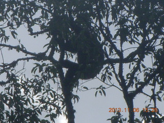 210 8f6. Uganda - Primate Lodge Kabile chimpanzee park - actual chimpanzees in tree