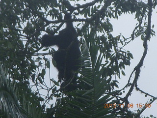 213 8f6. Uganda - Primate Lodge Kabile chimpanzee park - actual chimpanzees in tree
