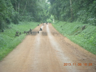 240 8f6. Uganda - drive back from chimpanzee park