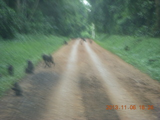 Uganda - drive back from chimpanzee park - baboons