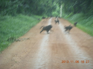 242 8f6. Uganda - drive back from chimpanzee park - baboons