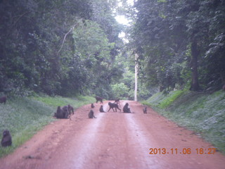 243 8f6. Uganda - drive back from chimpanzee park - baboons