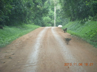 244 8f6. Uganda - drive back from chimpanzee park - baboons