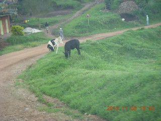 249 8f6. Uganda - drive back from chimpanzee park