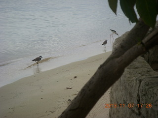 115 8f7. Uganda - Entebbe - Protea Hotel - birds at the beach