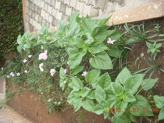 122 8f7. Uganda - Entebbe - Protea Hotel - flowers