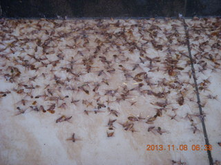 3 8f8. Uganda - Entebbe - Protea Hotel - dead bugs on steps in the rain