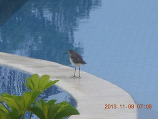 13 8f8. Uganda - Entebbe - Protea Hotel pool - bird