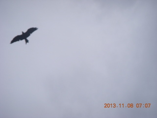 Uganda - Entebbe - Protea Hotel - bird in flight