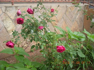 19 8f8. Uganda - Entebbe - Protea Hotel - roses
